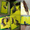 1238 Mice Traps Sticky Boards Strongly Adhesive That Work Capturing Indoor and Outdoor Eshaan Traders