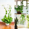 Plant Climbing Wall Fixture Clip Self-Adhesive Hook Vines Traction Invisible Stand Green Plant Clip Garden Wall Clip Plant Support Binding Clip Plants for Indoor Outdoor Decoration (30 Pcs Set) Eshaan Traders